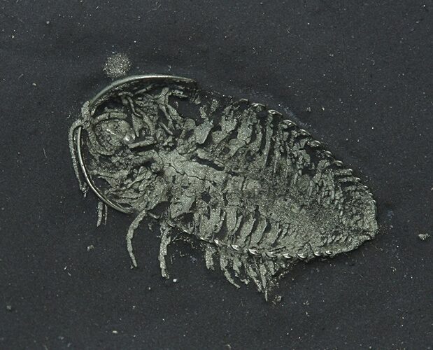 Pyritized Triarthrus Trilobite With Appendages - New York #14476